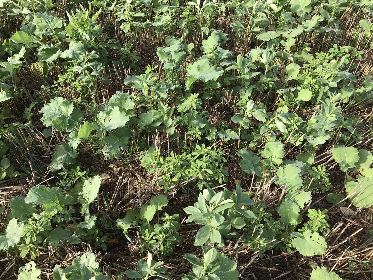 Bgovaert1's tweet photo. #colza en ACS 👍🏻en bonne compagnie 🥰pour affronter l’hiver 🥶 et les agressions naturelles insectes 🐛 🦟 #melilot #feverole #fenugrec https://t.co/q3zD483LYc