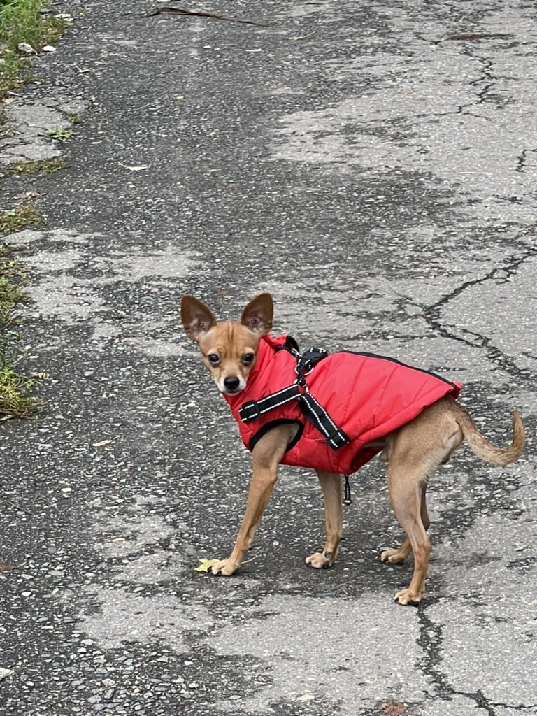 polekot's tweet image. Сборщик специй