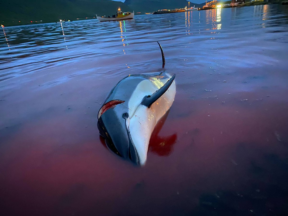 GraceOSllvn's tweet photo. The slaughter of over 1,400 Atlantic white-sided dolphins in the Faroes shocked the world this month

With the support of over 50 MEPs from all political groups, I am calling on the Commission to examine Denmark's role in the killings and take action to #STOPTHEGRIND https://t.co/SFEm5uKHfE