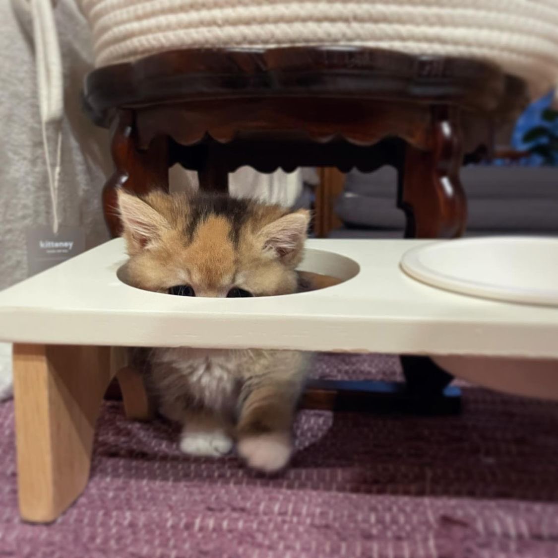 kitten that could be hwang hyunjin