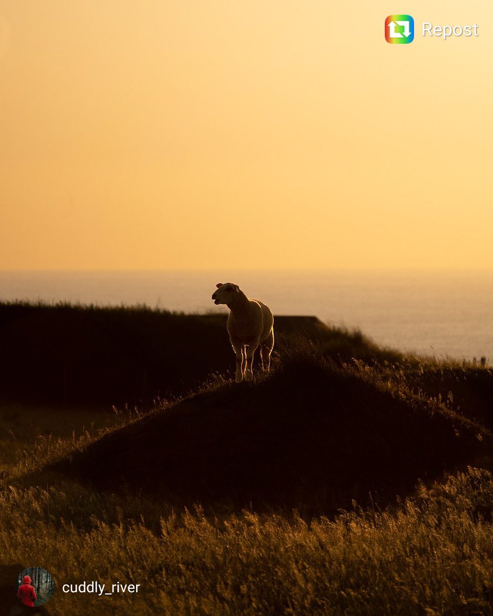 pasdecalais62's tweet photo. #photo 📸 on craque pour cette photo d'agneau en haut du #CapGrisNez 😍 Photo prise par @cuddly_river - sur Instagram 👁 https://t.co/X13ruJV6A4 https://t.co/Y4pcKW2rqe