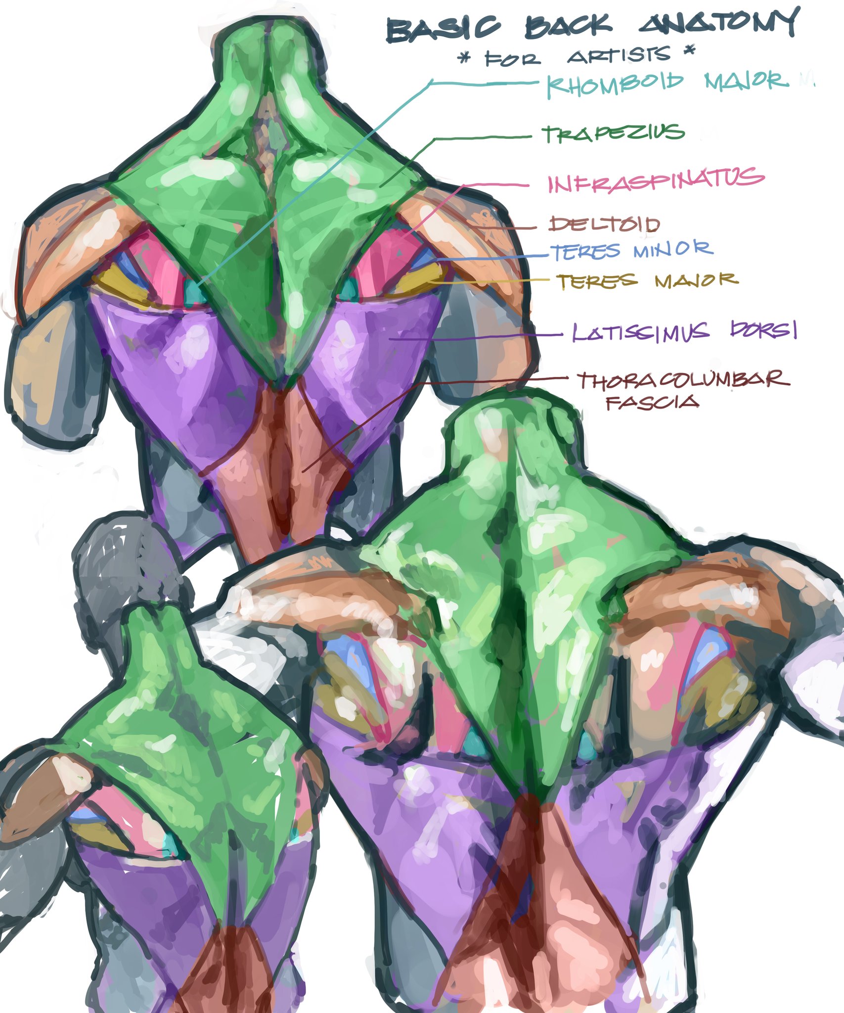 Back Muscles Anatomy Drawing