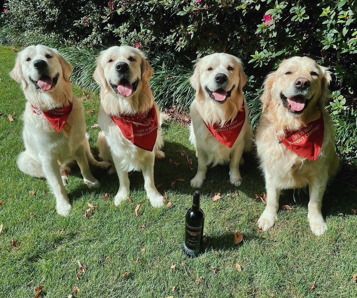 This photo is pure gold.💛 Shop our 2014 Dedication and see what all the smiling is about: bit.ly/3zt5Ezx 

Photo via IG: goldenpoofs

#springmountain #napavalley #sthelena #winecountry #schweigervineyards #ShareYourSchweiger #visitnapavalley #winery