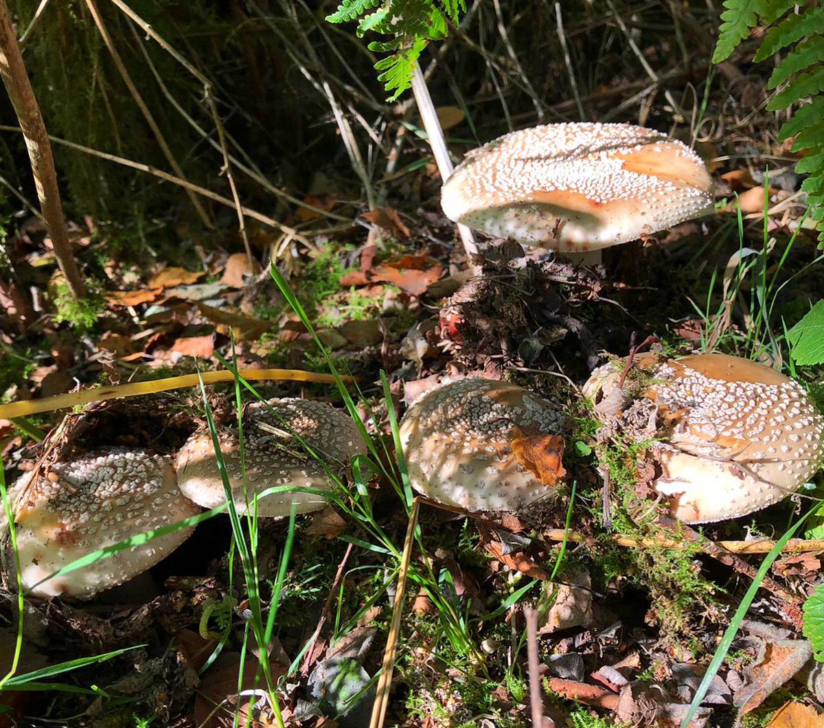 NativeWoodTrust's tweet photo. Fungi season is full swing on our reserves, like these likely Brown Fly Agarics in Girley Wood. https://t.co/vOdJMVf4aR