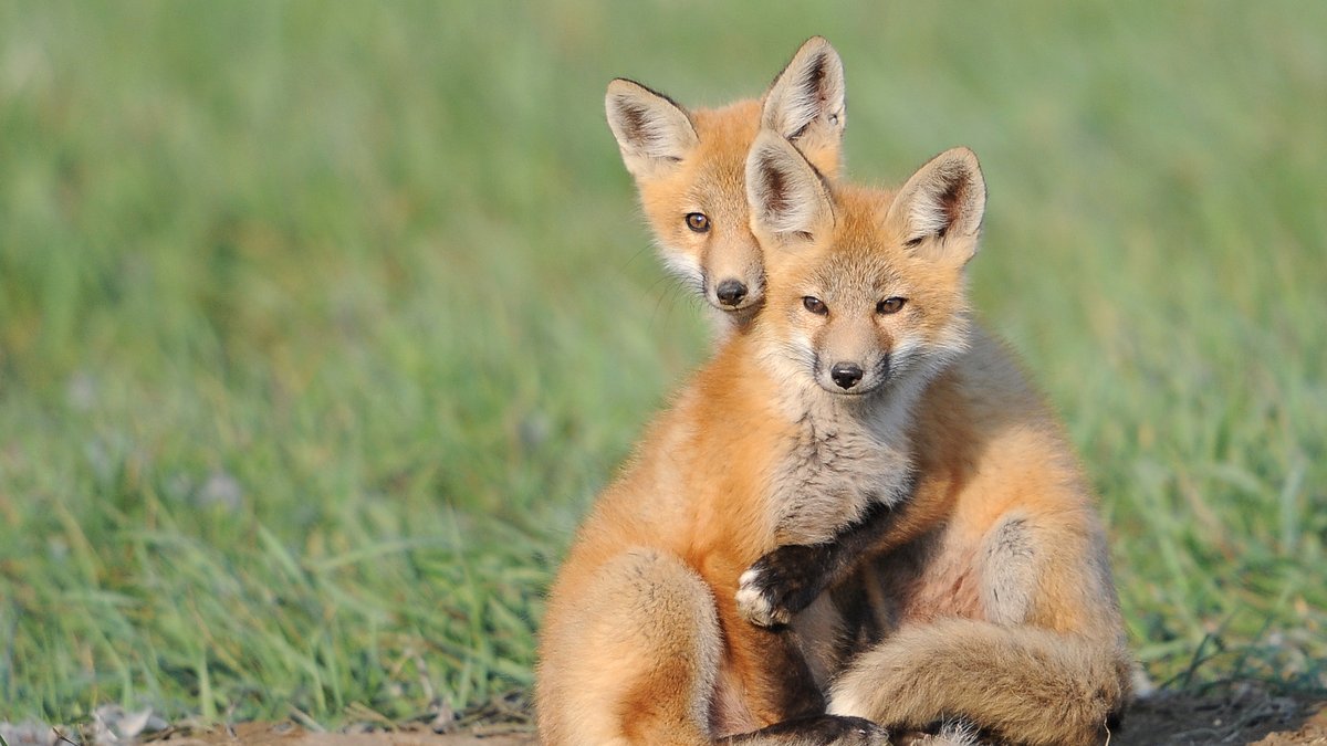 Two foxes look towards the camera. 