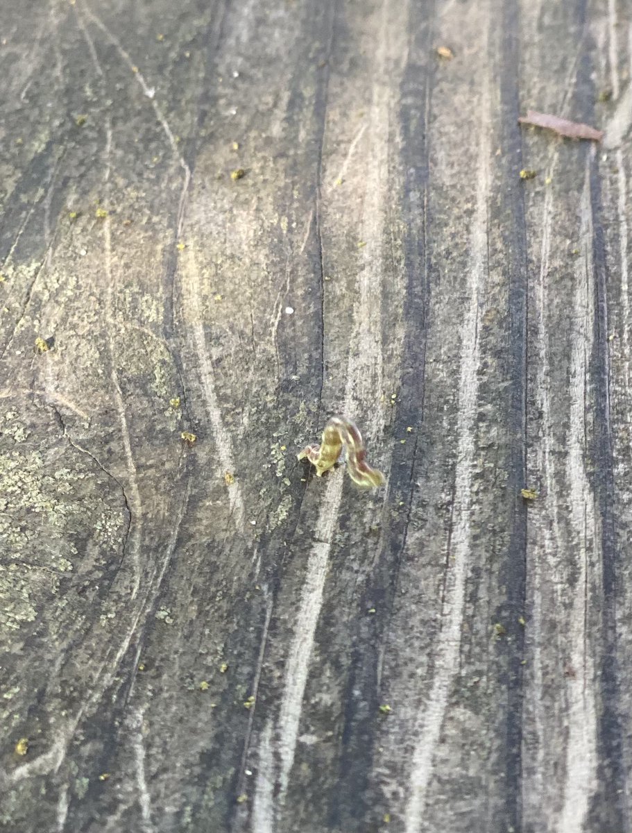 Katie Cribbs tweet media