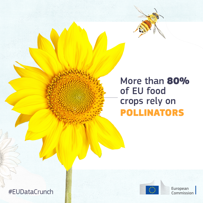 EU_Commission's tweet photo. It's #EUPollinators Week! 🦋🐝🦋

With the #EUPollinators Initiative and the #EUBiodiversity Strategy for 2030, we are taking action to address pollinator decline.

Let's work together to ensure Europe is buzzing with bees.

More info in our #EUDataCrunch ↓