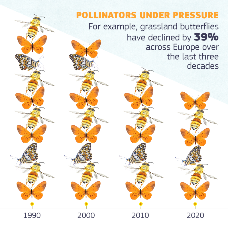 EU_Commission's tweet photo. It's #EUPollinators Week! 🦋🐝🦋

With the #EUPollinators Initiative and the #EUBiodiversity Strategy for 2030, we are taking action to address pollinator decline.

Let's work together to ensure Europe is buzzing with bees.

More info in our #EUDataCrunch ↓
