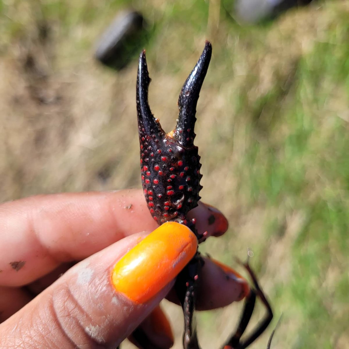 JLW_CISMA's tweet photo. We were happy to help collect invasive red swamp crayfish! Do not release any animal you have purchased into the wild.
#ais #invasivespecies #redswamp #redswampcrayfish #clarkii #procambarusclarkii
#小龙虾 #cangrejoderío #crayfish #ecologia #生态 https://t.co/KmtI0fnYoh