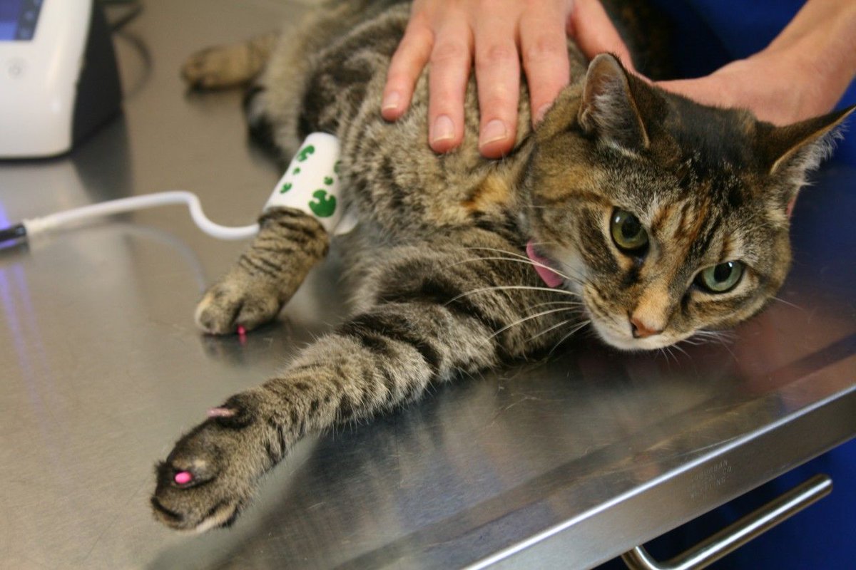 SunTechVetBP's tweet photo. Do you know when your veterinary blood pressure cuffs should be replaced?
https://t.co/ZvoBt0tmeD
#VetTechnology #SunTechMedical #SunTech #VeterinaryBP #BPcuffs https://t.co/qjEYca8yQl
