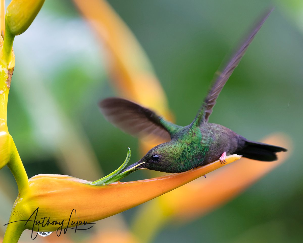 anthonylujan's tweet photo. Bronze-tailed Plumeleteer - Costa Rica
Sony A7RIV - Sony 200-600mm
#hummingbird #hummingbirds #hummingbirdsofinstagram #hummingbirdsofcostarica #hummingbirdlover #hummingbirdphotography #hummingbirdfly #hummingbirdgarden #hummingbirdart #hummingbirdfeeders #hummingbirdphoto... https://t.co/xGwhyVKVh7