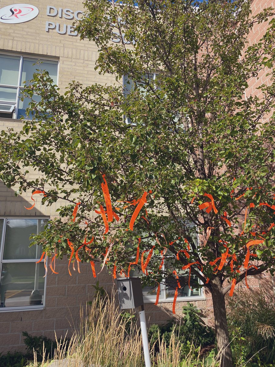 msscolieri's tweet photo. students at @DPS_YRDSB are observing  Truth &amp; Reconciliation Day (Orange Shirt Day) by writing messages of hope + unity on orange ribbon and displaying it on our tree for the community to engage in! 🧡 https://t.co/SDU3NFdM91