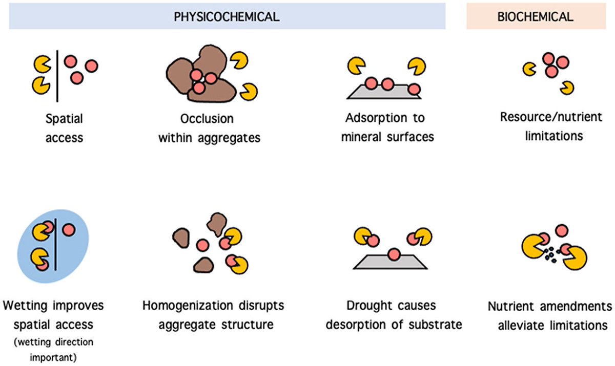 Kaizad Patel (@kaiz_p) on Twitter photo New in <a href="/SoilBiolBiochem/">Soil Biology & Biochemistry Journal</a>: Spatial access and resource limitations control carbon mineralization in #soils
With <a href="/apeyton_smith/">A. Peyton Smith</a> <a href="/BenBondLamberty/">Ben Bond-Lamberty</a> <a href="/S_Fansler/">Sarah</a> @VLBRod <a href="/tamasvarga/">Tamas Varga</a> <a href="/Tfaily_Lab/">Tfaily Lab</a>
<a href="/PNNLab/">Pacific Northwest National Laboratory</a> <a href="/EMSLscience/">Environmental Molecular Sciences Laboratory (EMSL)</a>
bit.ly/3m5gkPZ New in <a href="/SoilBiolBiochem/">Soil Biology & Biochemistry Journal</a>: Spatial access and resource limitations control carbon mineralization in #soils
With <a href="/apeyton_smith/">A. Peyton Smith</a> <a href="/BenBondLamberty/">Ben Bond-Lamberty</a> <a href="/S_Fansler/">Sarah</a> @VLBRod <a href="/tamasvarga/">Tamas Varga</a> <a href="/Tfaily_Lab/">Tfaily Lab</a>
<a href="/PNNLab/">Pacific Northwest National Laboratory</a> <a href="/EMSLscience/">Environmental Molecular Sciences Laboratory (EMSL)</a>
bit.ly/3m5gkPZ