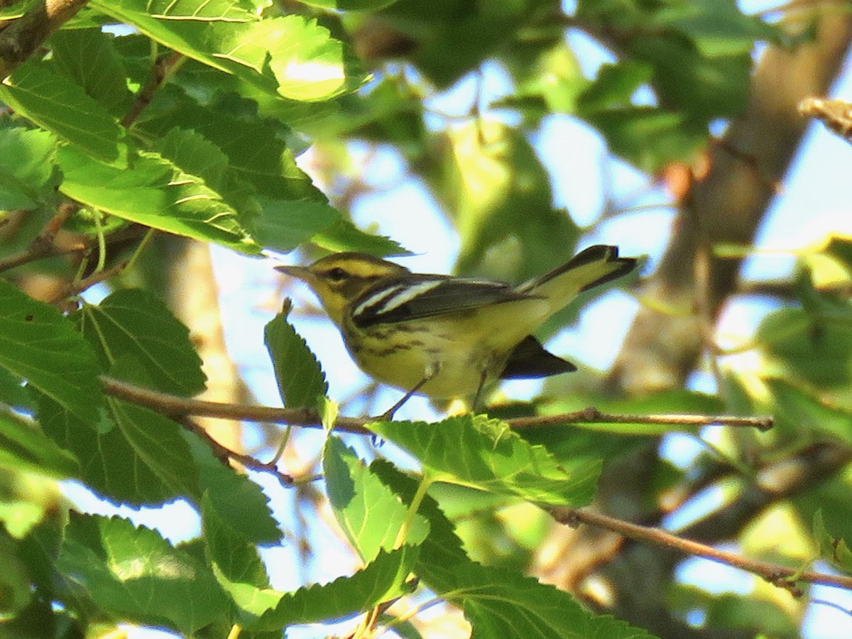 The Inept Birder tweet media