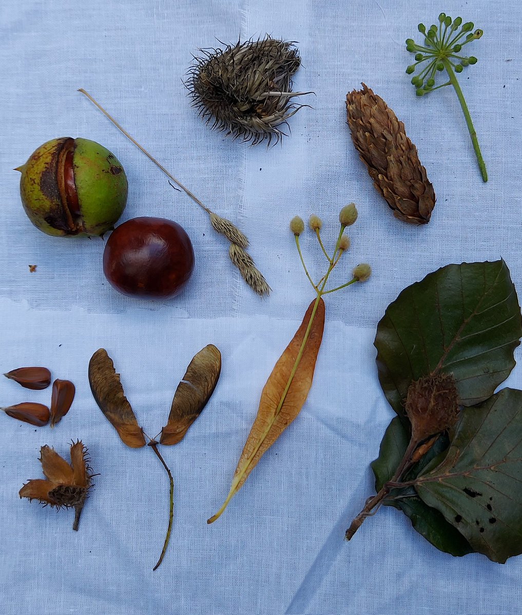 loveearthtime's tweet photo. Duffus Nursery collected seeds and identified which trees / plants they came from. So much fun and learning happening.
#outdoornursery #earthtime #learning #outdoors #nursery #identification #fun https://t.co/OgjcXoA73T