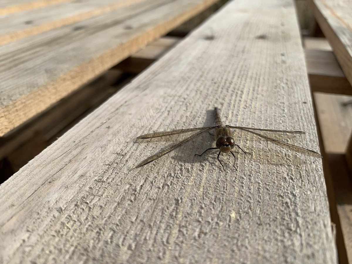 Katckav's tweet photo. It’s a great moment when you see #wildlife using a #bughotel you’ve set up😁🪲🏨 #dragonfly #dragonflyrest #helpingwildlife #insects #nature #tttv @TheTrentValley @StaffsWildlife @BDSdragonflies https://t.co/OctS7tYWx7