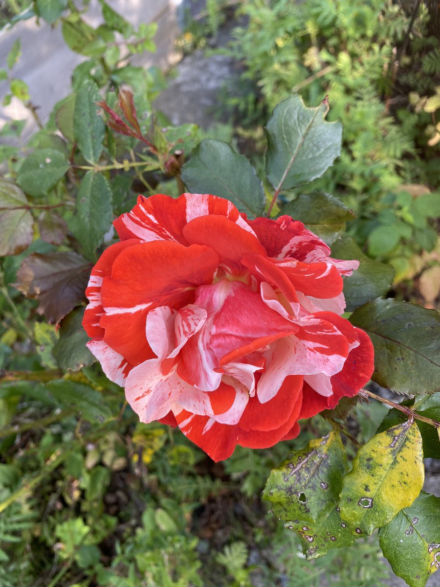 Acc.2MalinMatilda tweet media