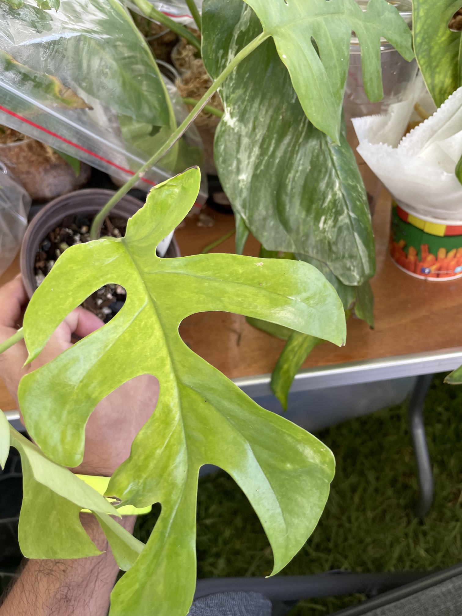 最安値で モンステラ デリシオーサ ミント 黄緑斑 植物/観葉植物