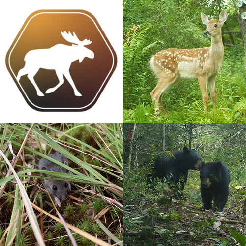 Roosevelt_ESF's tweet image. #RWLS will feature research projects each month to highlight some of the amazing work our scientists have done to further wildlife research, empower community conservation, and more:

This October will be the New York @MammalSurvey! 
🦫 🦦🦌