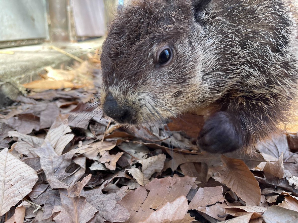 VLMuseum's tweet photo. Could Cece get any cuter?! (PS - The answer is no.) #VALivingMusuem #Cece #Groundhog #Mammal #Cute #TooCute #StrikeAPose https://t.co/rMRJzADvqk