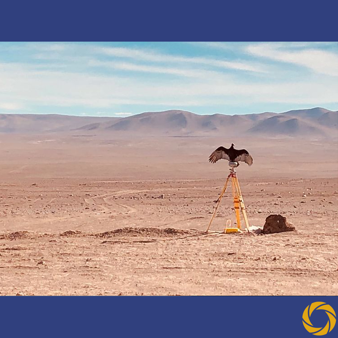 AerotopSA's tweet photo. En las cercanías de Huatacondo capturamos esta increíble imagen el año 2018, al interior de Iquique la naturaleza desértica se hizo presente.

 Nuestros servicios en https://t.co/Xyg3G5JI2F
#topografia #geomatica #condor #gnss #uav #survey #desert #chile #desiertodeatacama https://t.co/aVMNcgI0ZV