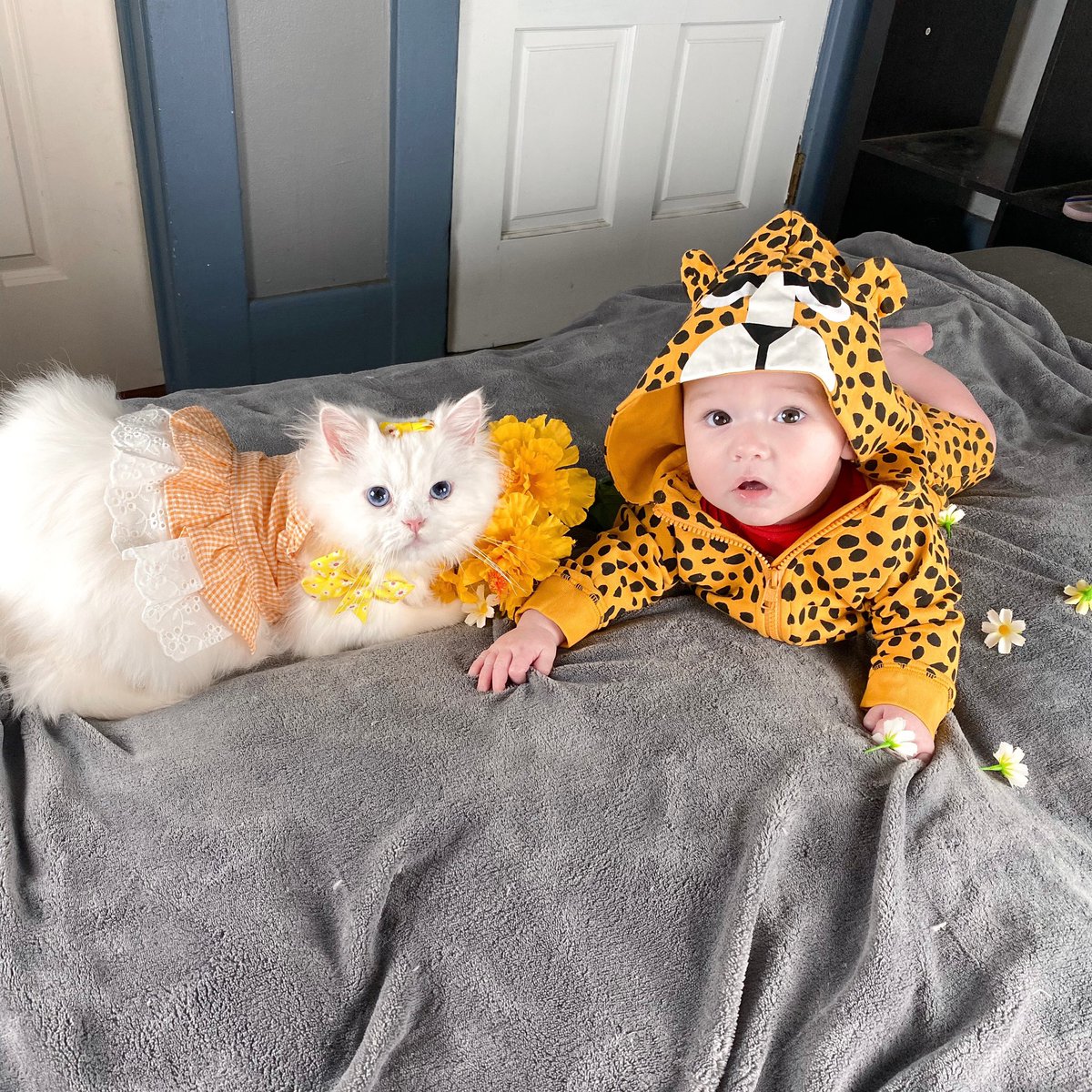 WhatsUpAxel's tweet photo. Uh oh watch out there some tigers in the house! 🐯🐅 @purrfectpoofy 
/ baby jacket @StellaMcCartney 
#baby #CatsOfTwitter #kittens #cats #pets #kids #family #tuesdaymotivations https://t.co/6kVpxEIlDV