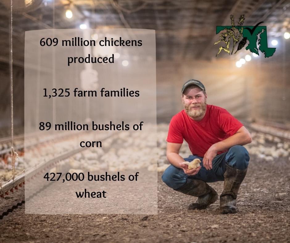 September is National Poultry Month!

In 2019, the <a href="/dcachicken/">Delmarva Chicken Association</a> industry produced 609 million 🐓 through 1,325 farm families. The companies on the peninsula purchased 89 million bushels of 🌽 and 427,000 bushels of wheat for feed. This industry is our #1 customer!

#MDGrain