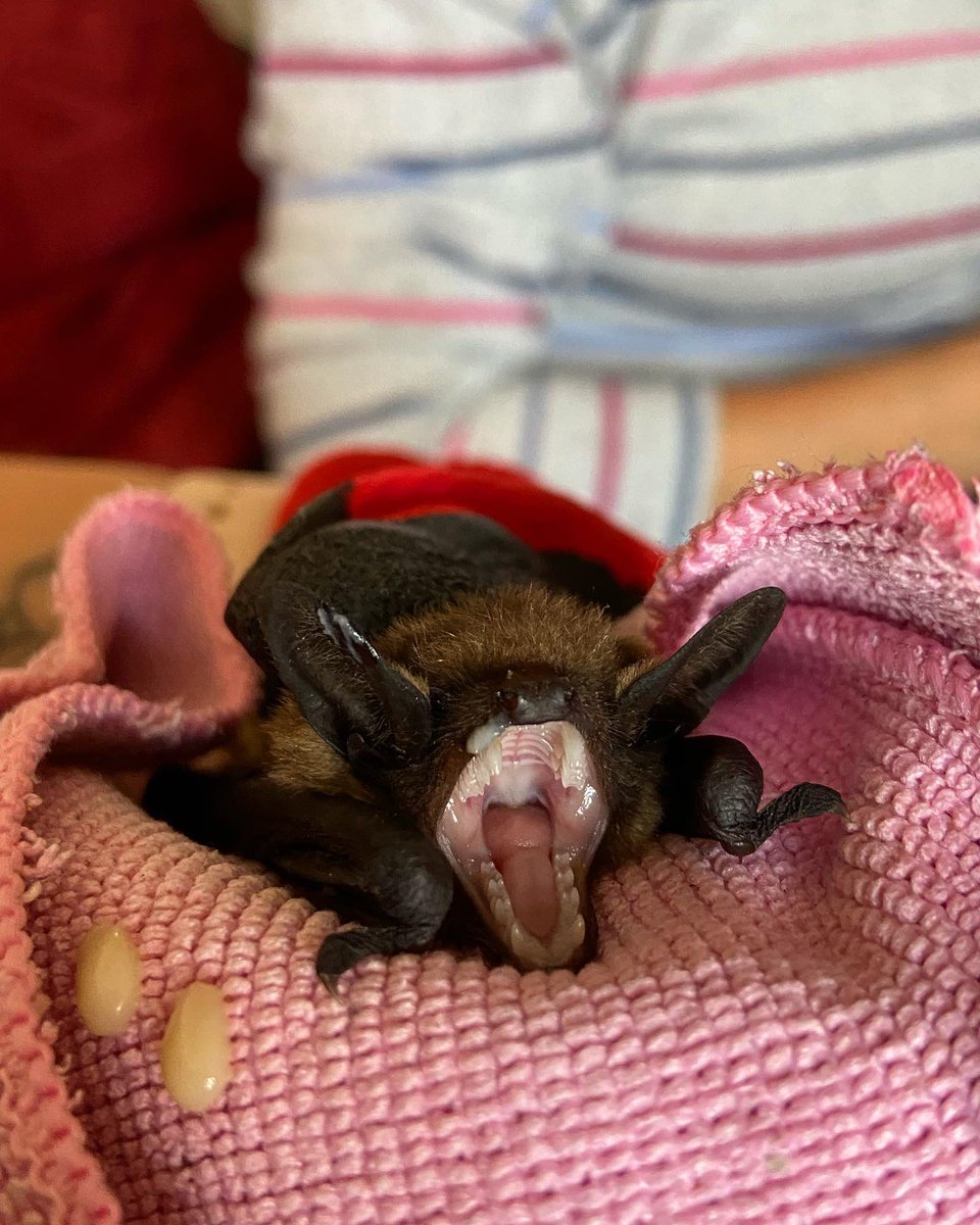 EmmaWaller_Wild's tweet photo. 1.) Today is #WorldRabiesDay which is a global day of action and awareness dedicated to rabies prevention. The theme for this year is the focus on facts about #rabies and dispelling any myths or misconceptions. https://t.co/N43lodDoLi