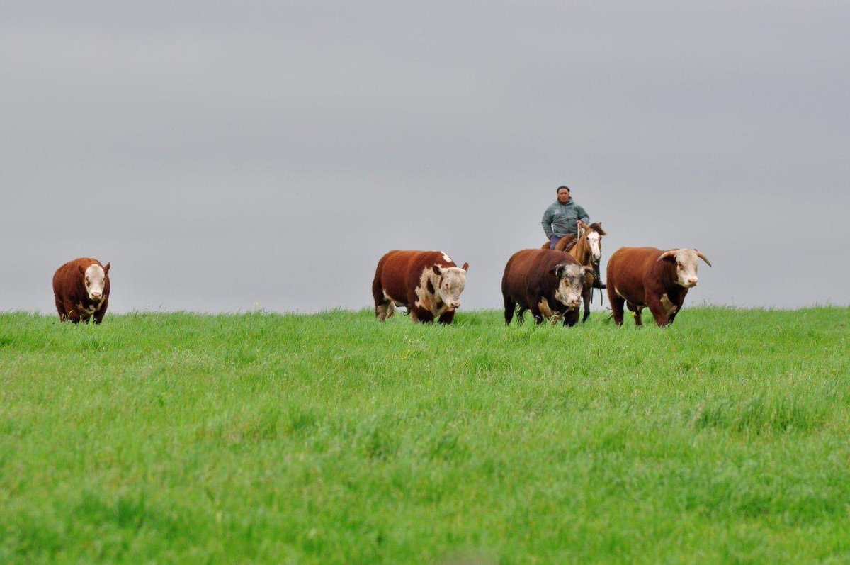 Viene llegando la torada para el sábado 9 de Octubre ✅

Entrá a lasanitas.rural.com.uy y mirá catálogo y videos de #LosTorosDeAlfonso 💪

#Hereford #HerefordUruguayo #SoyHereford #LaRazaPaís