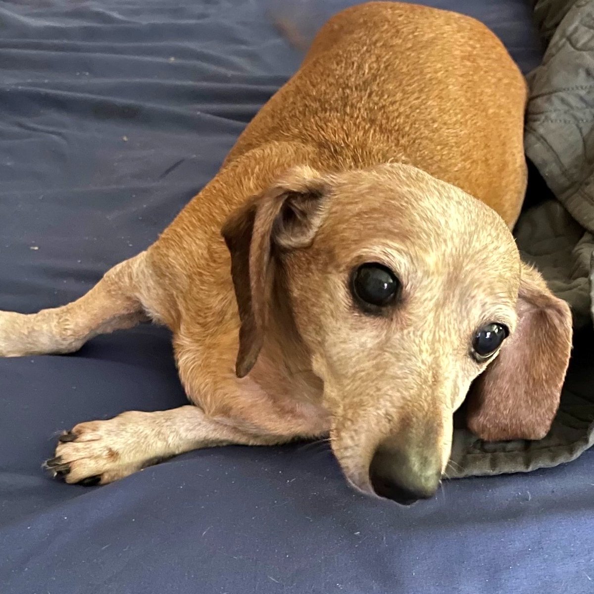 Becky, the senior dachshund👩‍🦳has been acting like a puppy 🐶ever since she got her life-saving surgery thanks to <a href="/KodiakCare/">KodiakCare</a>  and <a href="/GreyMuzzleOrg/">GreyMuzzleOrg</a> !

Becky was diagnosed with pyometra and needed emergency care. Her owner- on social security and has MS needed help. 🙏we were there!