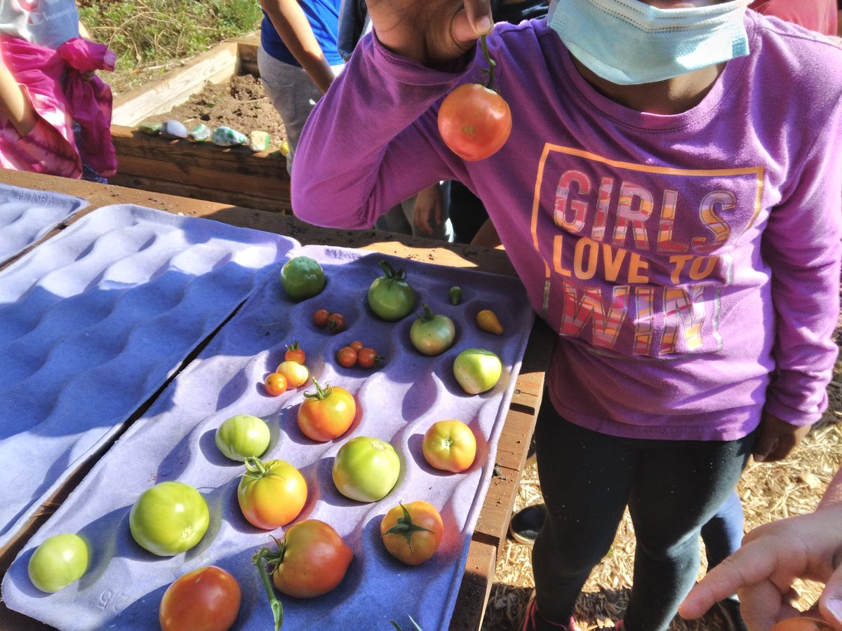 MsSappsClass's tweet photo. 2nd graders discussing properties of matter ( size, shape color, texture) as we harvest tomatoes from our garden. Why is there liquid leaking from that tomato? Why are those green but those are red? We are making room for kale. @BaggettTitans #gardentoschoolcafeteria https://t.co/m2vkQO6vZn