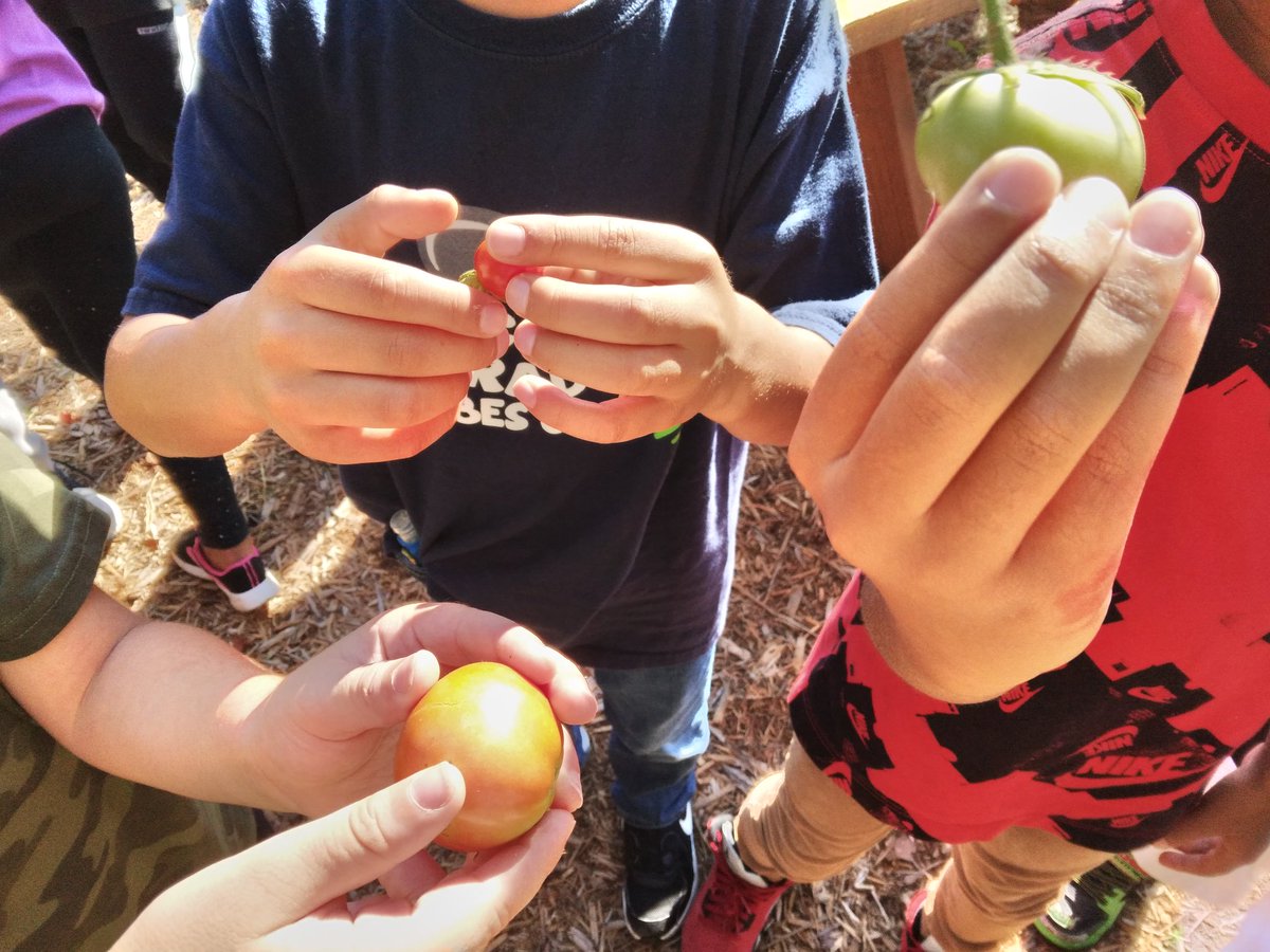 MsSappsClass's tweet photo. 2nd graders discussing properties of matter ( size, shape color, texture) as we harvest tomatoes from our garden. Why is there liquid leaking from that tomato? Why are those green but those are red? We are making room for kale. @BaggettTitans #gardentoschoolcafeteria https://t.co/m2vkQO6vZn