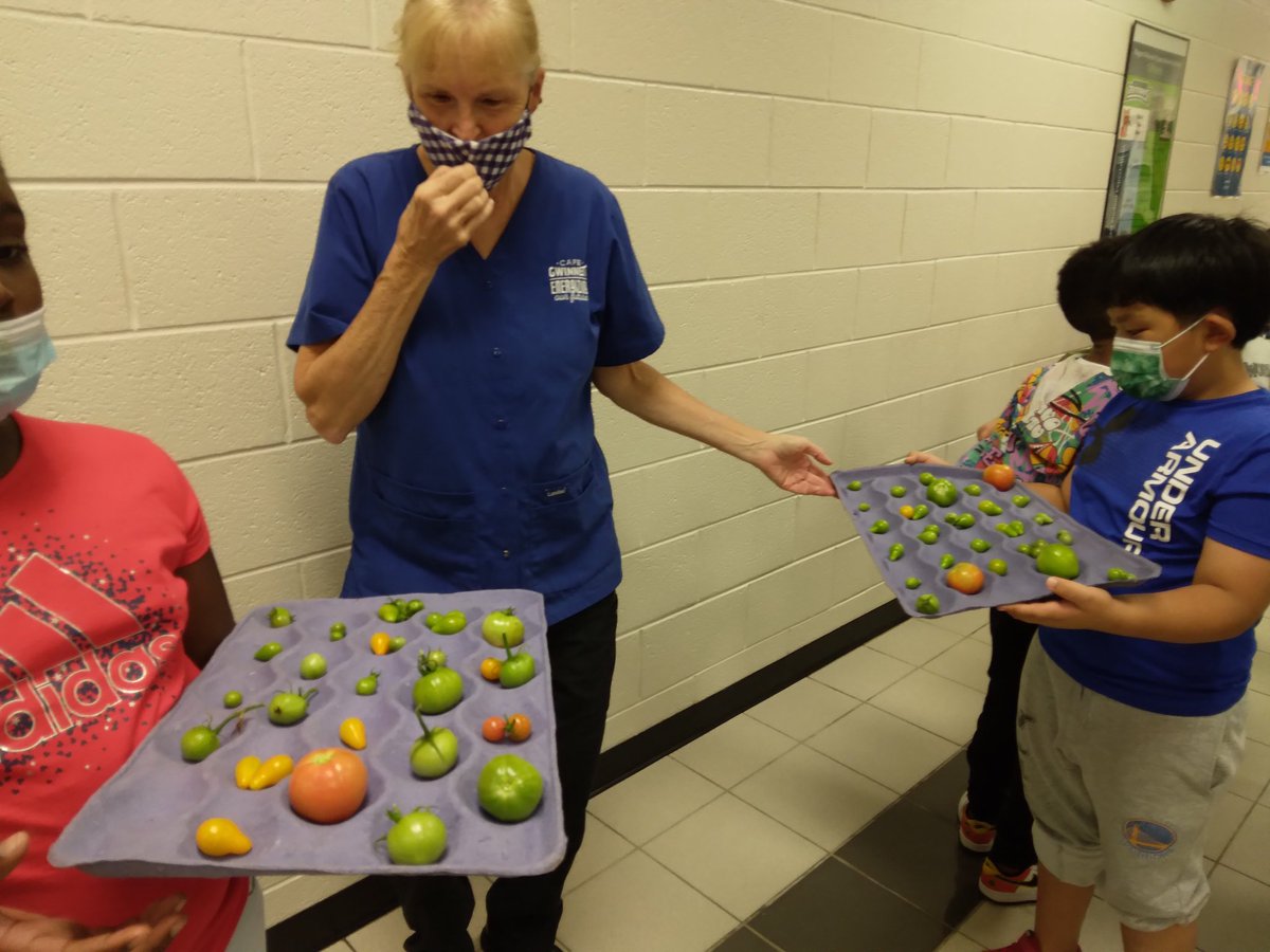 MsSappsClass's tweet photo. 2nd graders discussing properties of matter ( size, shape color, texture) as we harvest tomatoes from our garden. Why is there liquid leaking from that tomato? Why are those green but those are red? We are making room for kale. @BaggettTitans #gardentoschoolcafeteria https://t.co/m2vkQO6vZn