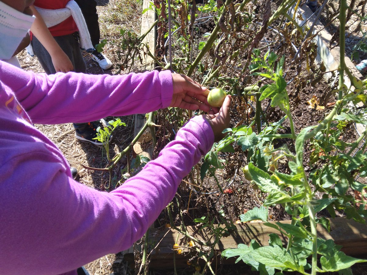 2nd graders discussing properties of matter ( size, shape color, texture) as we harvest tomatoes from our garden. Why is there liquid leaking from that tomato? Why are those green but those are red? We are making room for kale. <a href="/BaggettTitans/">Baggett Titans</a> #gardentoschoolcafeteria