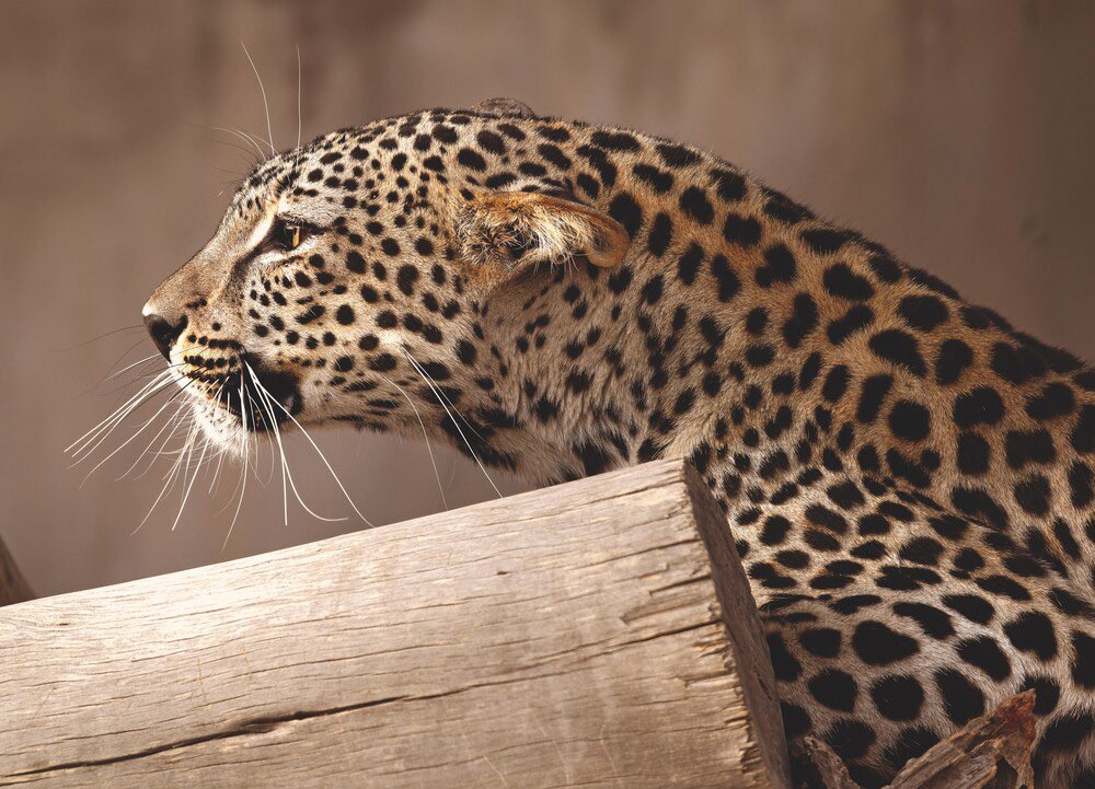 ExperienceAlUla's tweet photo. #MeetOurCub as we welcome it to our #AlUla family!
Beautiful and rare, female #ArabianLeopard cub is ready to show her face.
With less than 200 left in the wild, this is a major step towards AlUla's conservation vision.
#ExperienceAlUla https://t.co/5mt0YVXuqo