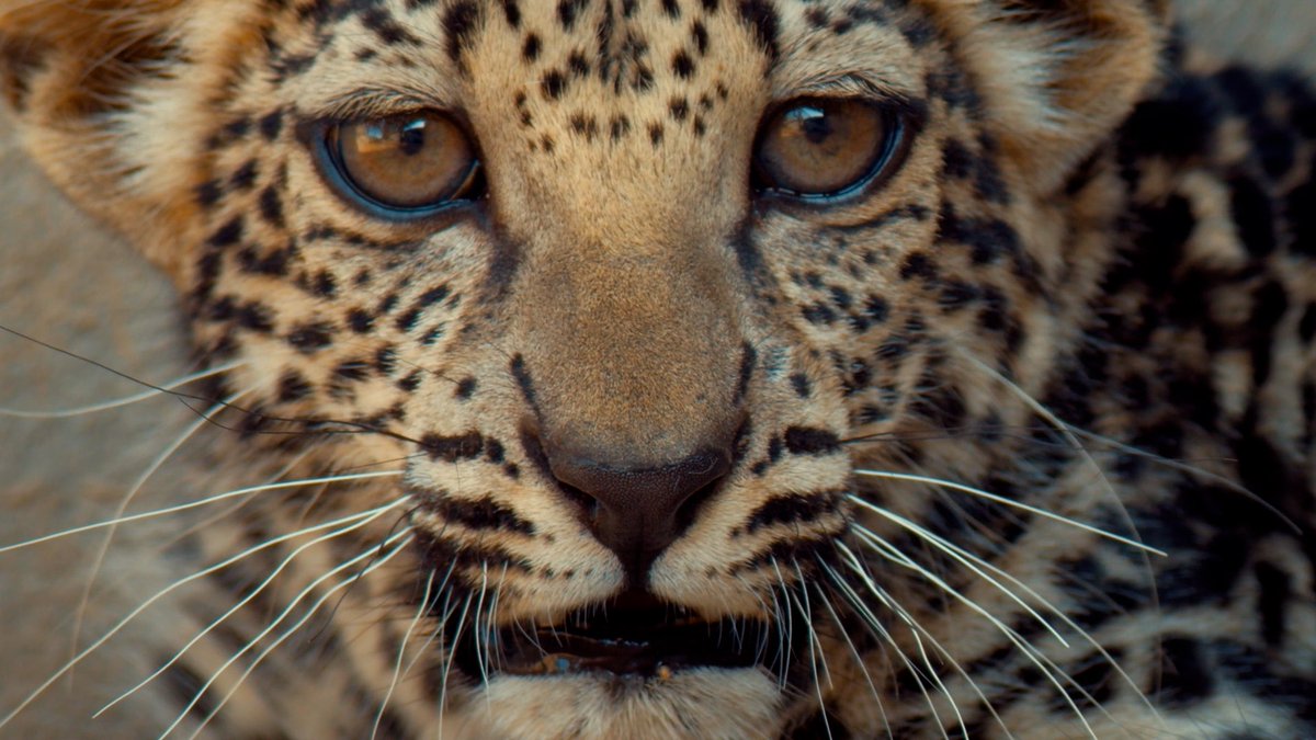 ExperienceAlUla's tweet photo. #MeetOurCub as we welcome it to our #AlUla family!
Beautiful and rare, female #ArabianLeopard cub is ready to show her face.
With less than 200 left in the wild, this is a major step towards AlUla's conservation vision.
#ExperienceAlUla https://t.co/5mt0YVXuqo