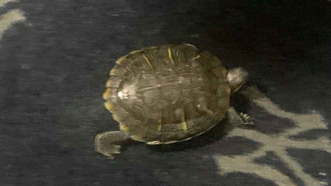 Meet Bronxie, a small turtle the Yankees clubhouse recently adopted,  led by Nestor Cortes Jr. 

They are 6-0 with Bronxie