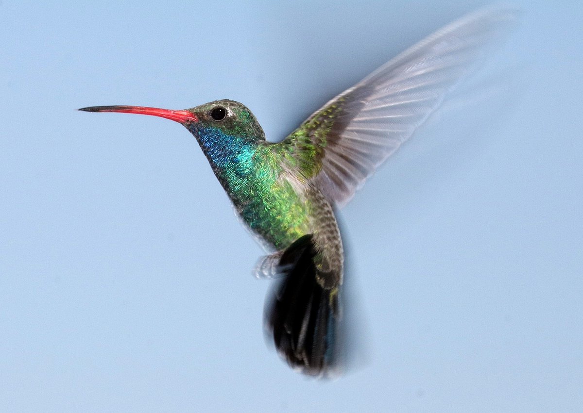 Un giorno in una foresta scoppiò un grosso incendio.
Tutti gli animali spaventati cercarono una via di fuga, compreso il leone, il loro re.
Tutti ad eccezione di un colibrì, che raccoglieva l'acqua col piccolo becco.
Il leone lo derise, ma lui rispose: 'Sto facendo la mia parte'.