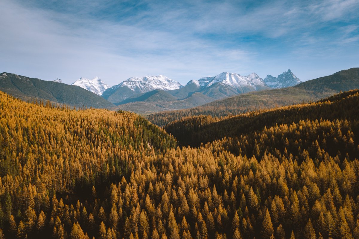 petenathanson's tweet photo. larch szn is upon us https://t.co/F3g3J0hX5J