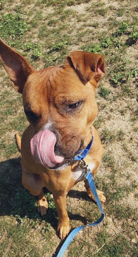 CityDogsCLE's tweet image. #TOT Regal Winston (and his fancy ears) is one of our low-key residents. He takes his time opening up, but eventually shows his dainty, sweet, affectionate manner. Winston has been an easy-going walking companion &amp;amp; he takes treats gently. tinyurl.com/meetacitydog #adopt #citydog