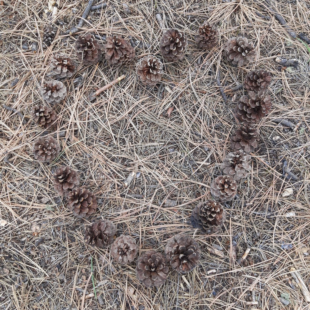 CarsonNF's tweet photo. Get out and enjoy your National Forest today! #LoveYourForest #CarsonNF #NatureArt https://t.co/f4060bpVp9
