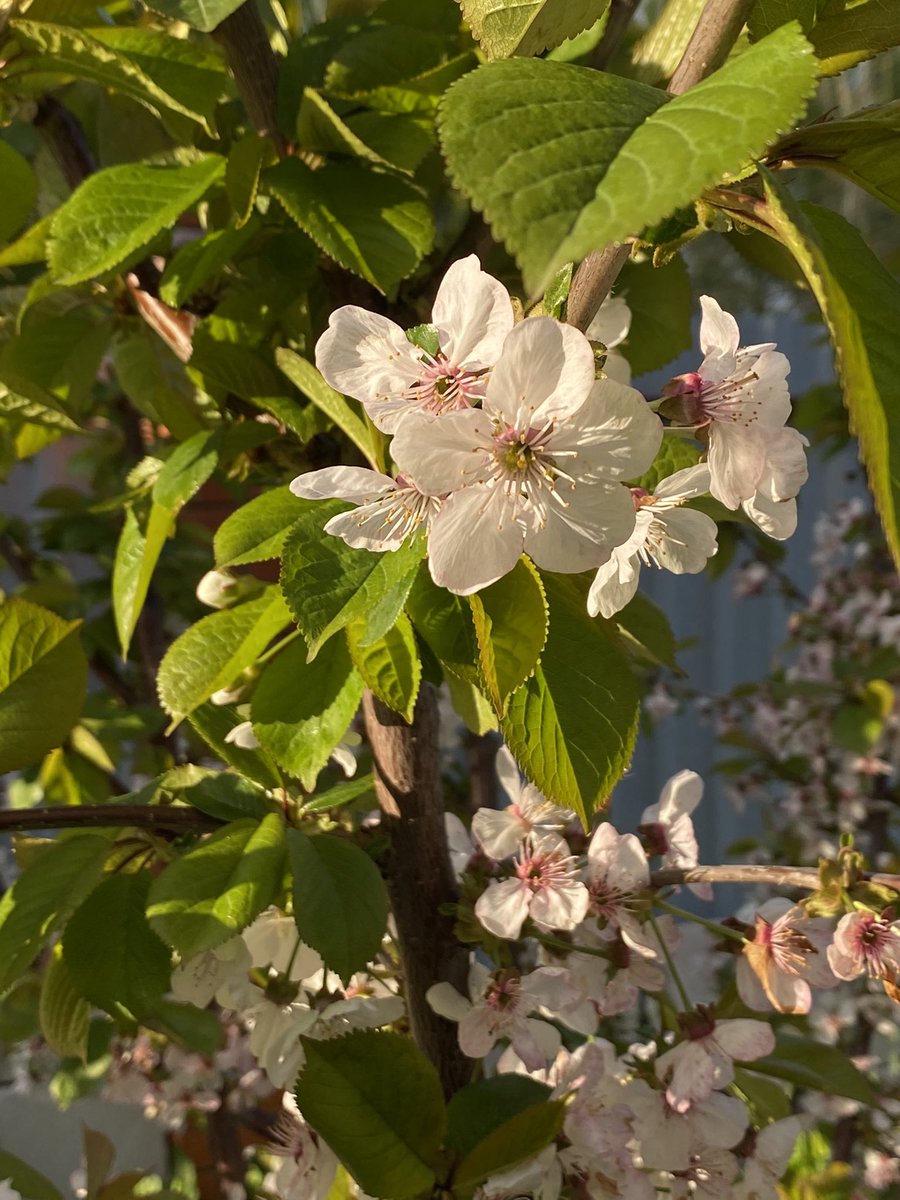 #Flowers #Spring #folloback #needbeautiful