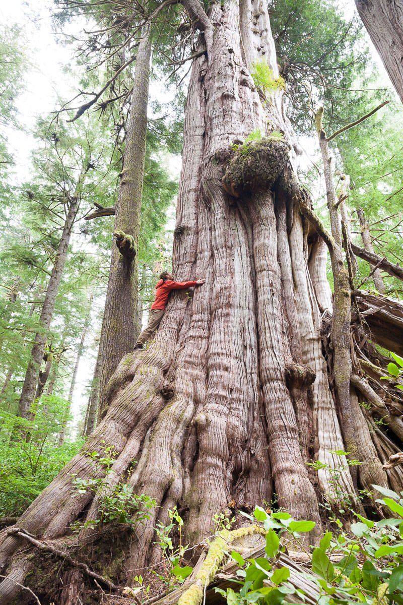 This Western Red Cedar is 182 ft tall. It's the largest known tree in Canada.

Less than 3% of British Columbia's iconic old growth forests remain, yet, every day they're being logged. <a href="/jjhorgan/">John Horgan</a> protect the irreplaceable.

#ActOnClimate #FairyCreek #nature #rewilding
Pic: TJ Watt