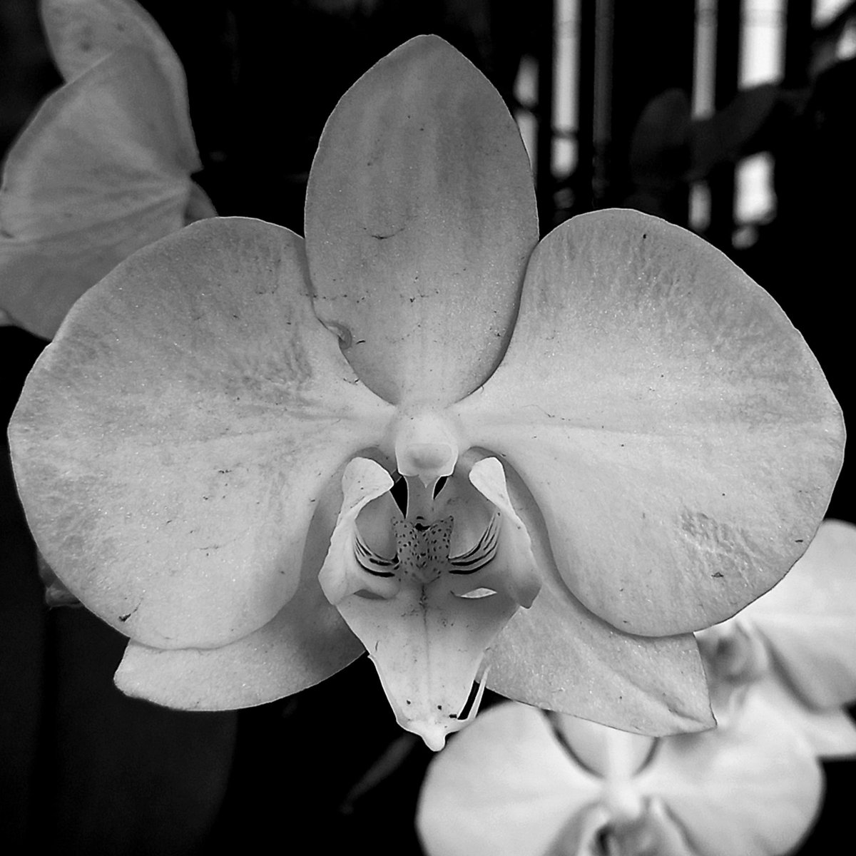 #orquidea