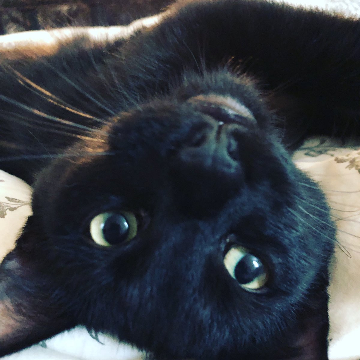 Cool cat 😎 #bookitty #binx