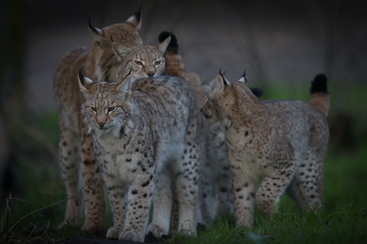 Рысь вологодская. Рысь Сибирская Евроазиатская. Обыкновенная Рысь Lynx Lynx. Рысь обыкновенная с рысятами. Евроазиатская (обыкновенная) Рысь.