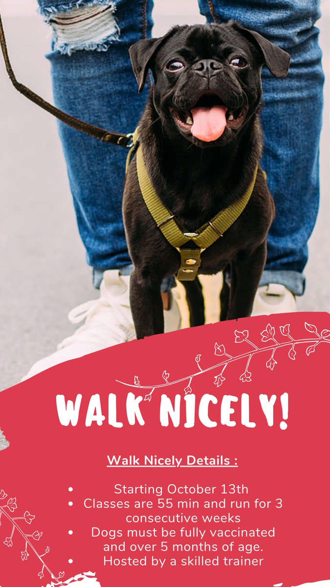 CalgaryHumane's tweet photo. Walk nicely classes are starting at CHS from October 13th. Want to learn more?
Visit our website at: https://t.co/u70u6BIPk7 for more information about all classes being hosted at CHS!
#yyc #yycevents #dogclasses #leashtraining https://t.co/m4b9GtGB3e