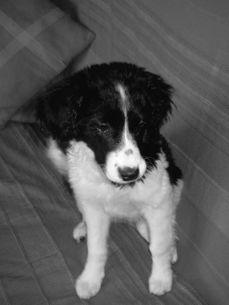 Dam_jrd's tweet photo. J'ai tant redouté ce jour 😔
Merci pour ces 16 années d'amour à nos côtés ❤
Prenez soins de vos animaux, ils nous le rendent tellement. https://t.co/gxEEVB4Vlw