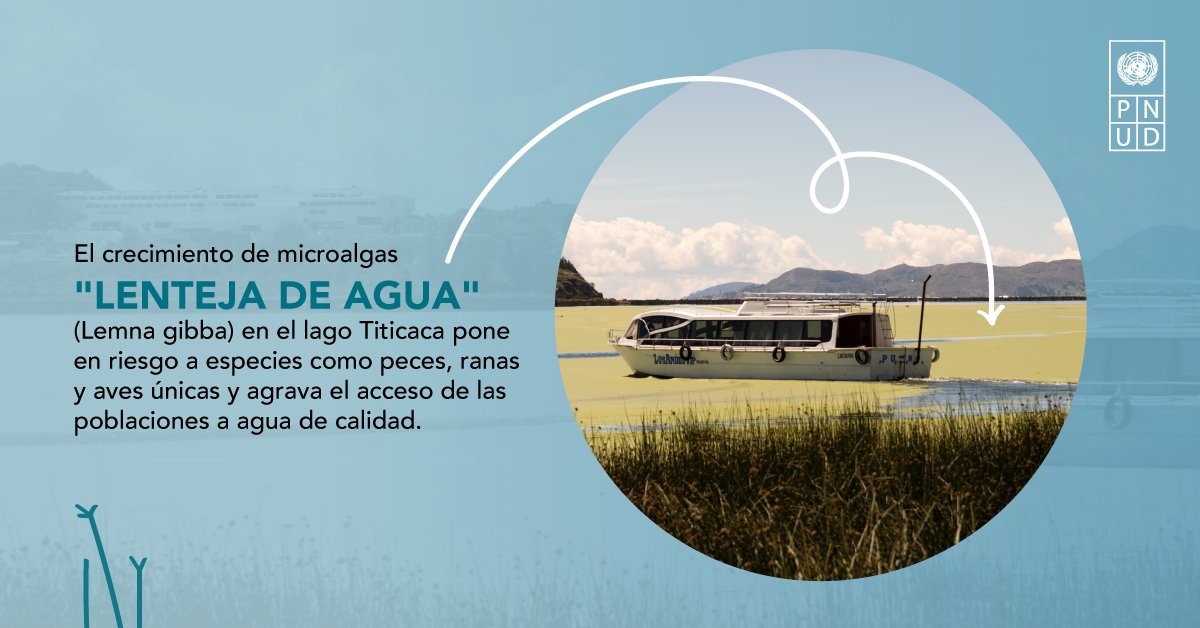 Alrededor de 3 millones personas en 🇵🇪🇧🇴 dependen del lago #Titicaca, pero la contaminación y las plagas amenazan su futuro. 

Trabajamos con innovación en el uso de plantas nativas del lago para remediar el daño en sus aguas ➡️bit.ly/2XRvD6H