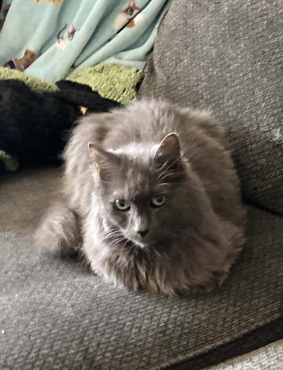 Hallo I no it’s Tuesday but mein loaf ist too gut not to post #kittyloafmonday